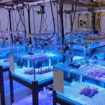 3D Printing Used in Coral Reef Restoration Initiatives